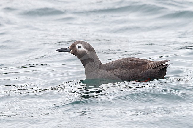 Spectacled Guillemot in breeding plumage, swimming in the sea in Hokkaido, Japan. stock-image by Agami/Stuart Price,