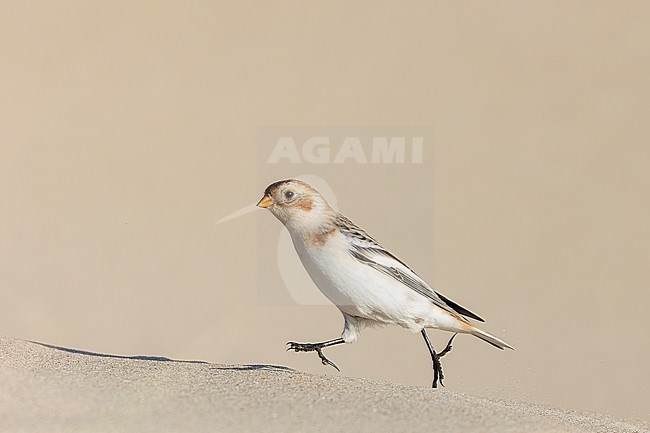 A Snow Bunting is seen from the side against a clear light beige background walking on a sand dune. stock-image by Agami/Jacob Garvelink,