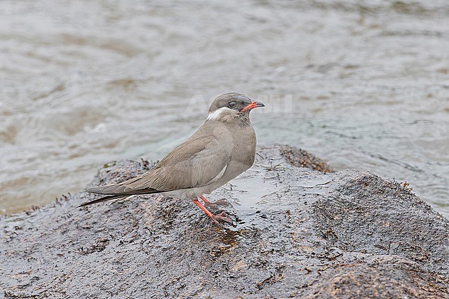 Rock pratincole, Glareola nuchalis nuchalis,  in Angola. stock-image by Agami/Pete Morris,