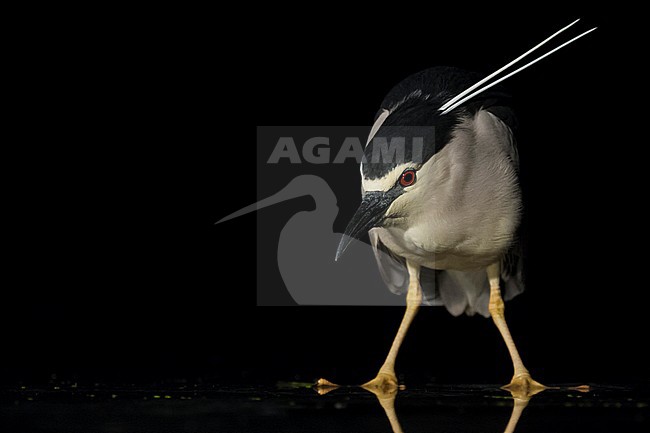 Kwak jagend in water; Black-crowned Night Heron hunting in water stock-image by Agami/Marc Guyt,