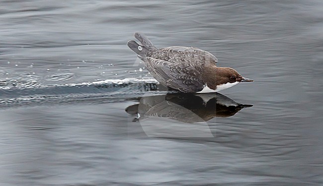 Black-bellied White-throated Dipper (Cinclus cinclus cinclus) gliding over the water surface of a fast flowing river near Kuusamo in Finland during winter. stock-image by Agami/Markus Varesvuo,