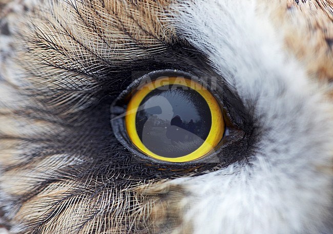 Velduil close-up oog; Short-eared Owl close-up eye stock-image by Agami/Jari Peltomäki,