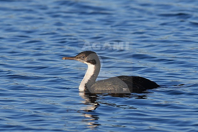 Swimming Imperial Shag, Leucocarbo atriceps, in Patagonia, Argentina. stock-image by Agami/Laurens Steijn,