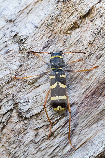 Clytus arietis - Wasp beetle - Gemeiner Widderbock, Germany (Baden-Württemberg), imago stock-image by Agami/Ralph Martin,