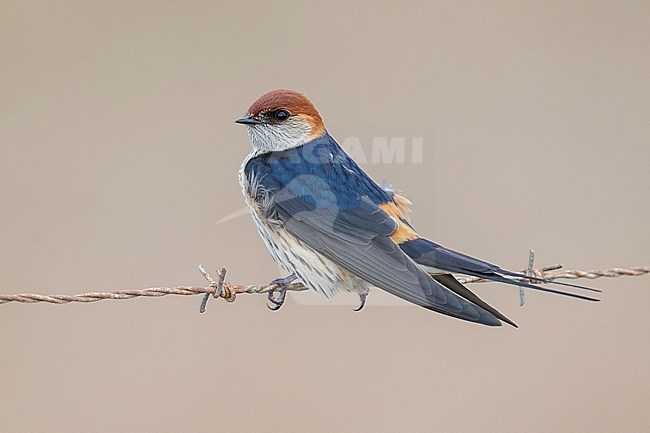 Greater Striped Swallow (Cecropis cucullata), adult perched on a barbed wire, Western Cape, South Africa stock-image by Agami/Saverio Gatto,