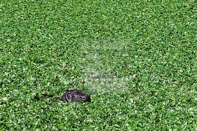 A baby hippopotamus, Hippopotamus amphibius, in a water pool filled with aquatic plants. Masai Mara National Reserve, Kenya. stock-image by Agami/Sergio Pitamitz,