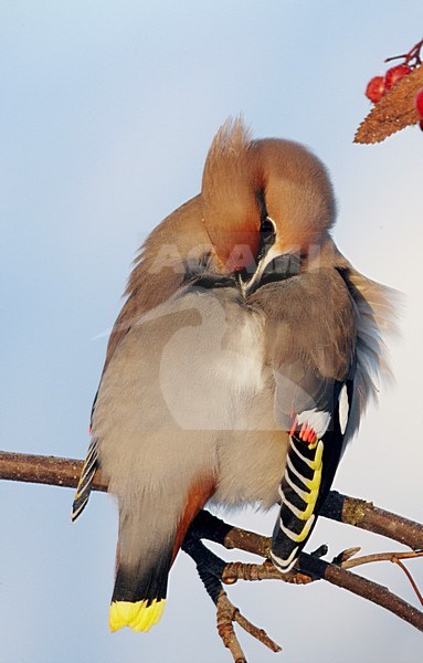 Pestvogel; Bohemian Waxwing stock-image by Agami/Markus Varesvuo,