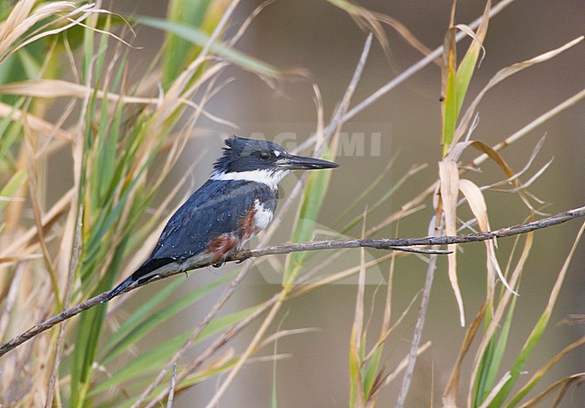 Female Belted Kingfisher (Megaceryle alcyon) at Paul da Praia in Terceira island in the Azores, Portugal. Vagrant from North America during autumn. stock-image by Agami/David Monticelli,