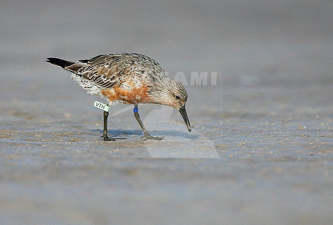 Adult in transitional plumage
Pinellas Co., FL
April 2007 stock-image by Agami/Brian E Small,