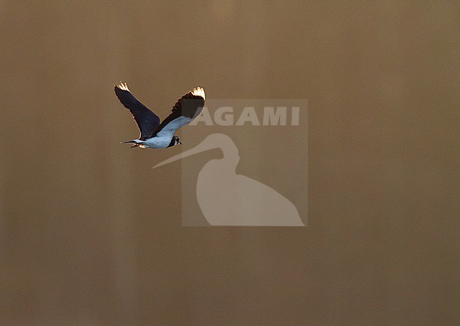 Kievit, Northern Lapwing, Vanellus vanellus stock-image by Agami/Menno van Duijn,