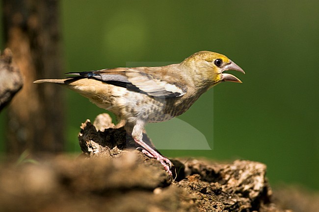 Onvolwassen Appelvink bij drinkplaats; Immature Hawfinch at drinking site stock-image by Agami/Marc Guyt,