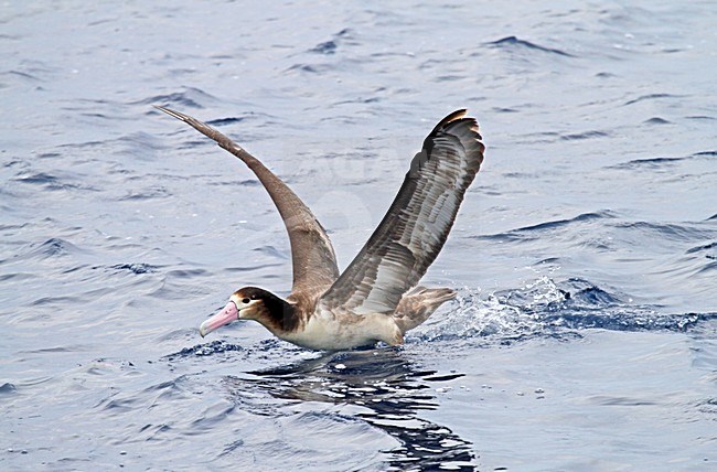 Stellers Albatros; Short-tailed Albatross stock-image by Agami/Pete Morris,