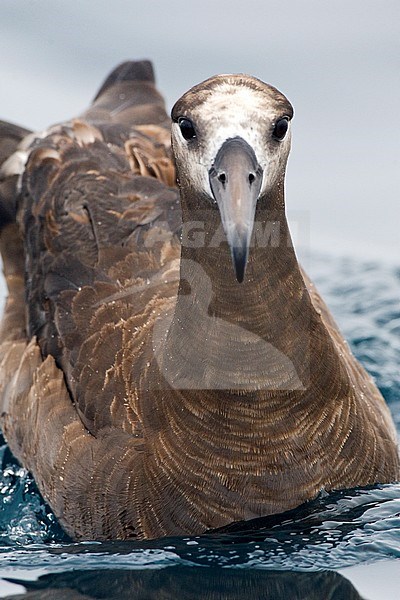 Portrait of a Black-footed Albatross (Phoebastria nigripes) offshore California, United States. stock-image by Agami/Marc Guyt,