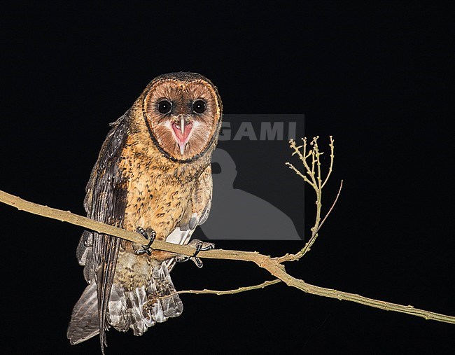 Lesser Antillean Barn Owl (Tyto alba insularis) in the Lesser Antilles. A dark local subspecies. Lone bird calling. stock-image by Agami/Pete Morris,