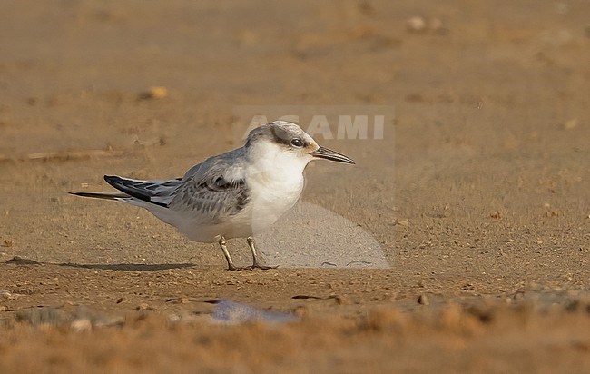 Juvenile Saunders's Tern, westcoast Saudi Arabia, July stock-image by Agami/Eduard Sangster,