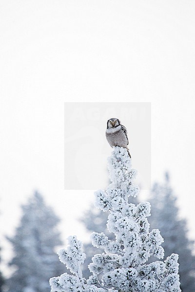 Northern Hawk Owl (Surnia ulula) during cold winter in Kuusamo, Finland. Perched in a frost and snow covered pine tree. stock-image by Agami/Marc Guyt,