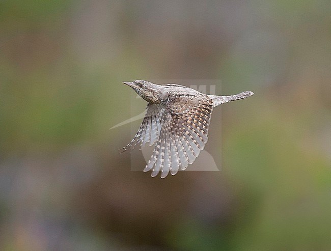 Side view of an Eurasian Wryneck (Jynx torquilla) in flight, taking off from a branch. Finland stock-image by Agami/Markku Rantala,