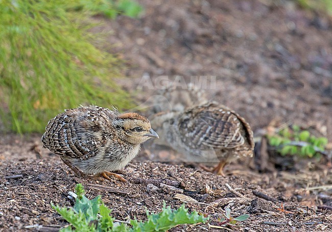 Cape Francolin, Pternistis capensis, in South Africa. Two chicks foraging on the ground. stock-image by Agami/Pete Morris,