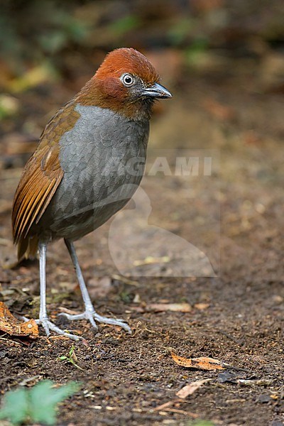 Chestnut-naped Antpitta, Grallaria nuchalis, in Colombia. stock-image by Agami/Dubi Shapiro,