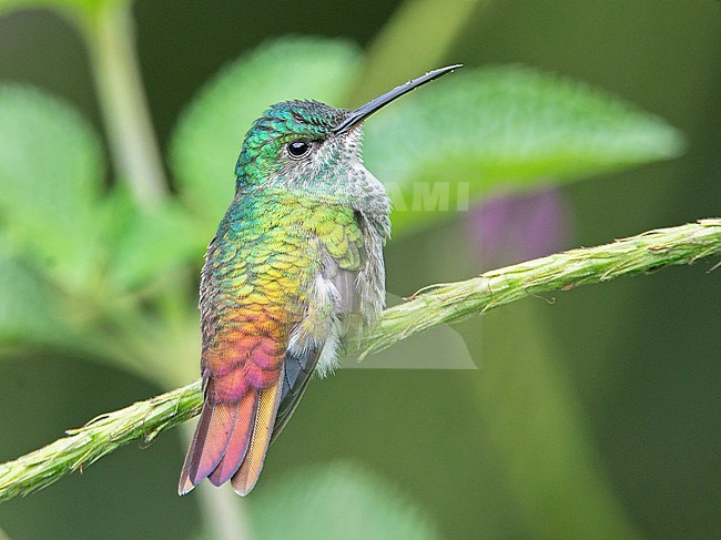 A female Golden-tailed Sapphire (Chrysuronia oenone oenone) at Vereda Verdeyaco, Cauca, Colombia. stock-image by Agami/Tom Friedel,