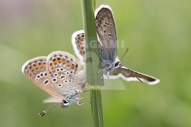 Heideblauwtjes in groene stengel, Silver-studded Blues in green stalk stock-image by Agami/Rob de Jong,