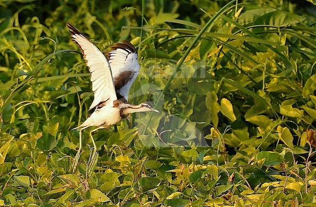  stock-image by Agami/Eduard Sangster,