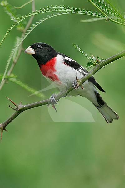 Volwassen mannetje Roodborstkardinaal, Adult male Rose-breasted Grosbeak stock-image by Agami/Brian E Small,