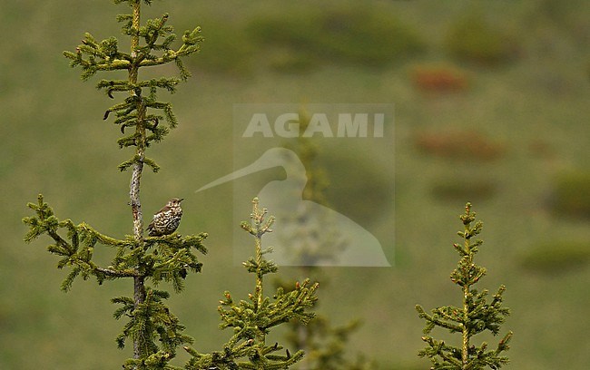 Mistle Thrush (Turdus viscivorus) at Tien Shan mountains, Kazachstan stock-image by Agami/Eduard Sangster,