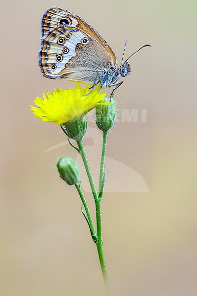Dusky Heath, Coenonympha dorus stock-image by Agami/Wil Leurs,
