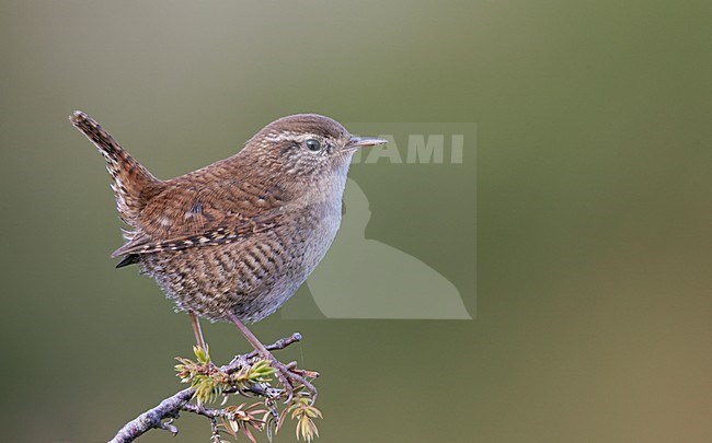 Winterkoning zittend op tak, Winter Wren perched on branch stock-image by Agami/Markus Varesvuo,
