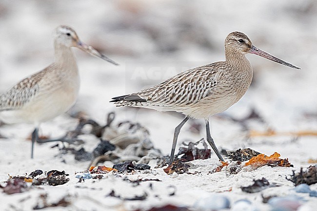 A juvenile/first winter Bar-tailed Godwit (Limosa lapponica) at the beach of Helgoland, German Bight, Germany stock-image by Agami/Mathias Putze,