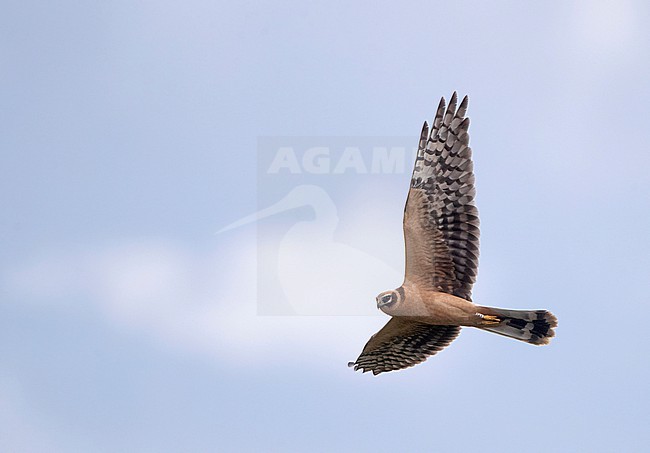 First-winter Pallid Harrier (Circus macrourus) in flight over fields of Falsterbo, Skåne, Sweden. Autumn migrant. stock-image by Agami/Helge Sorensen,