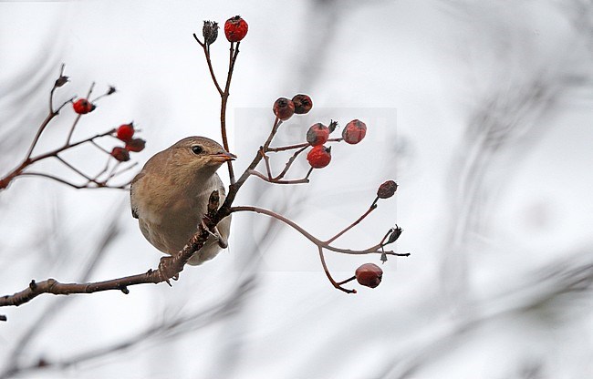 First-winter Barred Warbler (Sylvia nisoria) eating berries during autumn migration at Copenhagen, Denmark stock-image by Agami/Helge Sorensen,