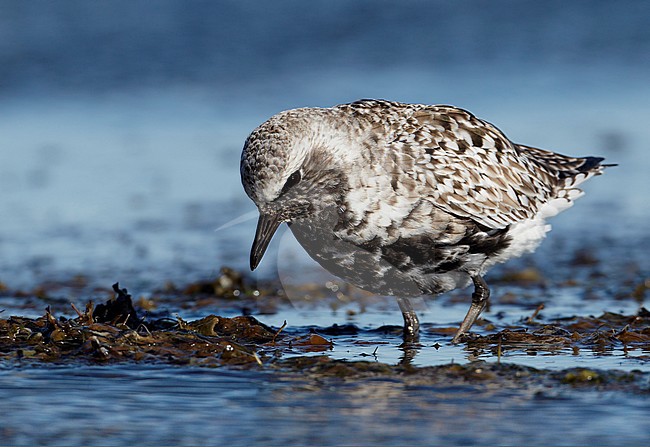 Zilverplevier ruiend naar zomerkleed, Grey Plover moulting to summerplumage stock-image by Agami/Markus Varesvuo,