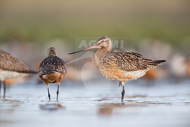 Bar-tailed Godwit (Limosa lapponica ssp. lapponica), Germany, adult winter during migration stock-image by Agami/Ralph Martin,