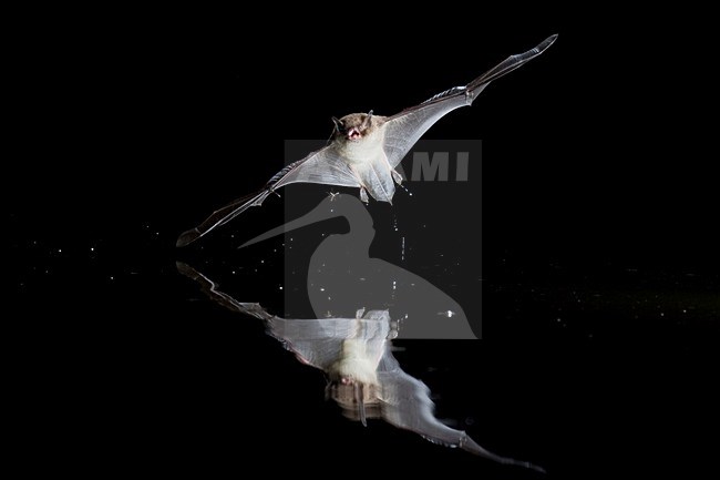Watervleermuis op jacht; Daubenton\'s Bat hunting stock-image by Agami/Theo Douma,