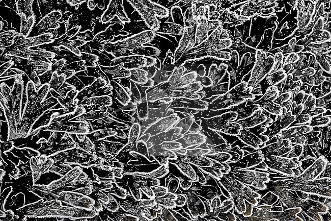 Spiral Wrack, Fucus spiralis stock-image by Agami/Wil Leurs,