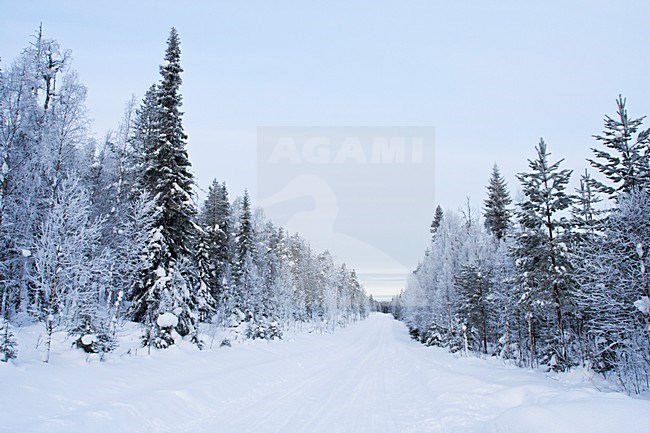 Taiga, Kuusamo, Finland stock-image by Agami/Marc Guyt,