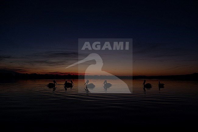 A group of Dalmatian pelican (Pelecanus crispus) swimming in the first dawn of the morning on Lake Kerkini stock-image by Agami/Mathias Putze,