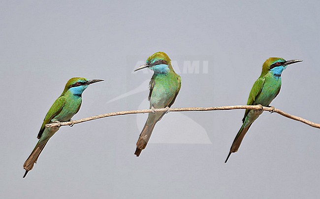 Arabian Green Bee-eater (Merops cyanophrys) is a common bird in Oman. November 2021. stock-image by Agami/Eduard Sangster,