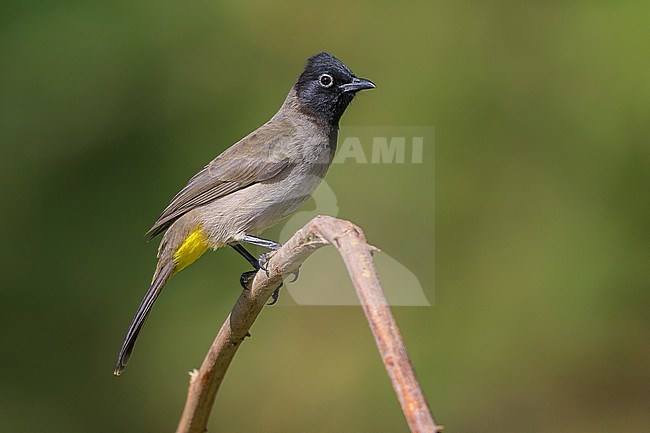 White-spectacled Bulbul, Pycnonotus xanthopygos, perched on a branch. stock-image by Agami/Sylvain Reyt,