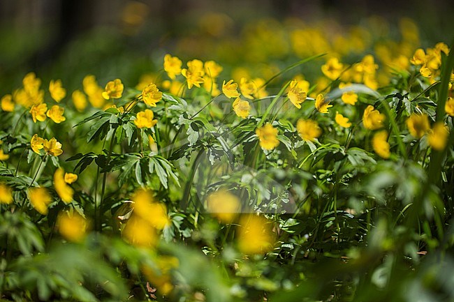 Yellow Anemone stock-image by Agami/Wil Leurs,