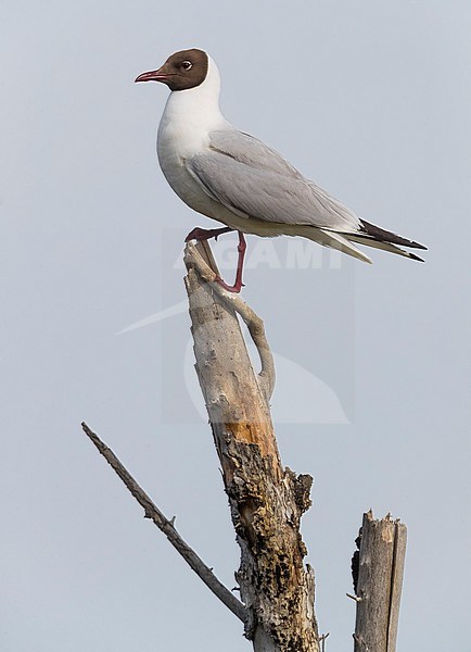 Kokmeeuw; Common Black-headed Gull; Croicocephalus ridibundus; stock-image by Agami/Daniele Occhiato,