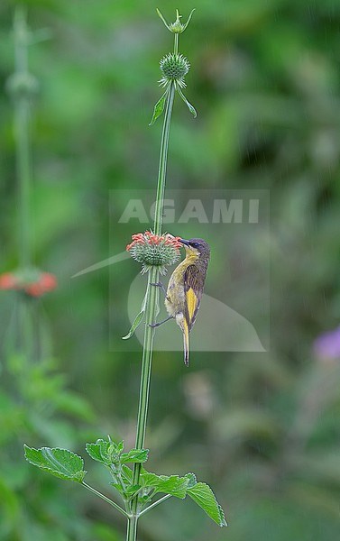 Golden-winged Sunbird (Drepanorhynchus reichenowi) female feeding at orange Leonotis flowers stock-image by Agami/Andy & Gill Swash ,