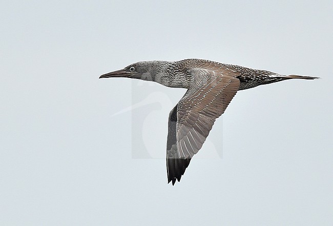  stock-image by Agami/Eduard Sangster,