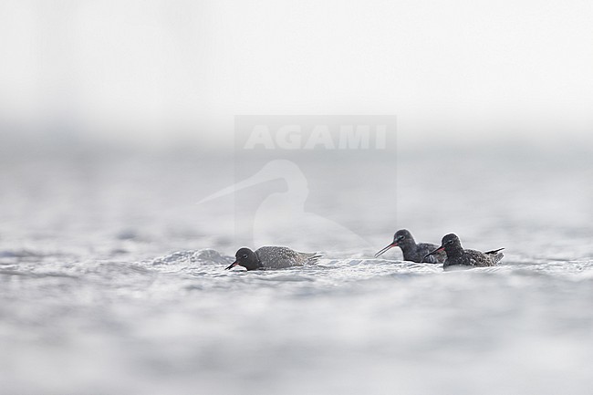 Spotted Redshank - Dunkler Wasserläufer - Tringa erythropus, Germany (Schleswig-Holstein), adult stock-image by Agami/Ralph Martin,
