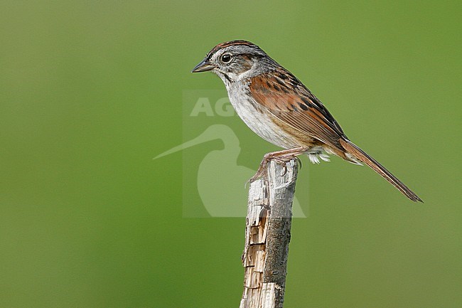Adult breeding
Somerset Co., ME
June 2006 stock-image by Agami/Brian E Small,