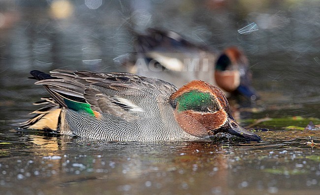 Male wintering Eurasian Teal (Anas crecca) at Katwijk, Netherlands. Also known as Common teal. stock-image by Agami/Marc Guyt,