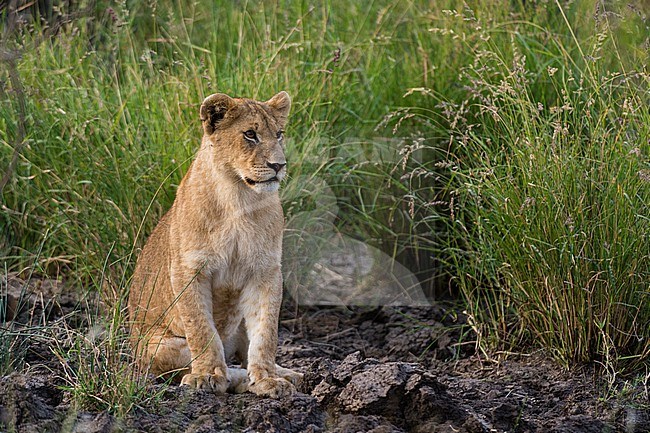 Portrait of a lion cub, Panthera leo, sitting at Masai Mara National Reserve. Masai Mara National Reserve, Kenya, Africa. stock-image by Agami/Sergio Pitamitz,
