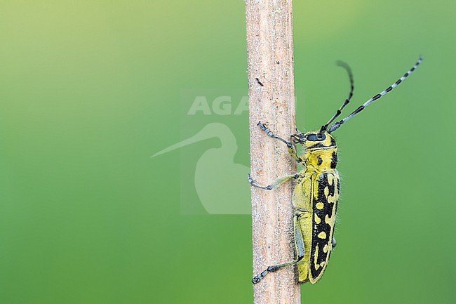 Saperda scalaris - Leiterbock, Germany (Baden-Württemberg), imago, female stock-image by Agami/Ralph Martin,